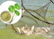 Cao Khô Rau Má   Giải Pháp Tự Nhiên Nâng Cao Chất Lượng Thủy Sản 