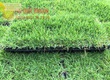Bán Cỏ Lá Gừng nhà máy, cỏ sân bóng đá ở Đồng Nai 
