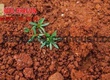Báo giá Đất màu trồng cây giá rẻ Đồng Nai, HCM, Bình Dương 