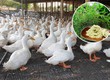 Cao Khô Đinh Lăng   Giải Pháp Tự Nhiên Nâng Cao Chất Lượng Chăn Nuôi 