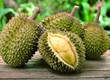 Áp dụng cách tỉa cành sầu riêng sau thu hoạch hiệu quả giúp cây phục hồi nhanh, vụ...