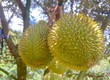 Hướng dẫn chi tiết kỹ thuật chăm sóc sầu riêng ra hoa đậu trái cho người mới bắt...