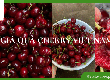Trái Cherry Việt Nam   Hương Vị Tươi Mới, Giá cả Hợp Lý 