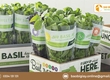 In túi giấy đựng thực phẩm có đảm bảo vệ sinh và an toàn không 