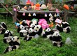 Bồng Lai Giữa Chốn Trần Gian 