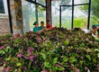 Các phương pháp bào chế tía tô thành dược liệu: Chiết xuất, sấy khô và hơn thế nữa...