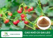 Cao Khô Cà Gai Leo    Bảo Bối  Cho Lá Gan Khỏe Mạnh 