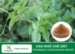 Cao Khô Chè Dây   Giải Pháp Vàng Cho Sức Khỏe Dạ Dày Và Toàn Diện 