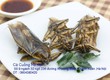 Bán Cà Cuống đực chất lượng , lọ tinh dầu Cà Cuống , nước mắm ngâm Cà Cuống...
