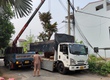 Dịch vụ vận chuyển cây xanh, cây công trình chuyên nghiệp 