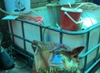 Hóa chất tách vàng từ quặng 