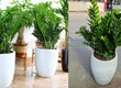 Dịch vụ cho thuê và bán cây nội thất chuyên nghiệp 