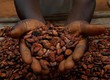 Cacao Đắk Lắk   Không chỉ là đồ uống mà còn là câu chuyện của người Tây...