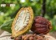 Cacao Đắk Lắk có gì khác biệt 