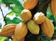 Cacao là gì và tại sao lại  thần thánh  đến thế 
