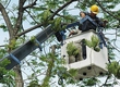 Dịch vụ chăm sóc, cắt tỉa cây xanh, chăm sóc thảm cỏ thuần chủng, cắt cỏ phát hoang...