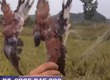 Lưới bắt chim thái lan 