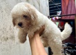 Poodle Đưc 2 tháng tuổi 