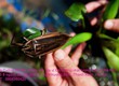 Bán tinh dầu Cà Cuống thơm lừng , con Cà Cuống nguyên con   Đặc sản trứ...