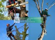 Dịch vụ cắt tỉa cây xanh, đốn hạ cây xanh Đồng Nai 