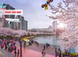 Bay Hàn Quốc mùa hoa anh đào với vé giảm Asiana Airlines 