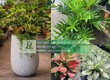 Cung cấp cây xanh nội thất cho văn phòng   showroom   cửa hàng Đồng Nai...