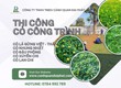 Dịch vụ trồng cỏ lá gừng   cỏ nhung Nhật tại Biên Hòa, Đồng Nai 