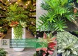 Dịch vụ Chăm sóc cây xanh văn phòng công ty Biên Hòa Đồng Nai Chuyên nghiệp 