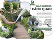 Dịch vụ chăm sóc cây xanh nhà xưởng kcn Nhơn trạch Đồng Nai 