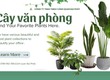 Dịch Vụ Chăm Sóc Cây Xanh Văn Phòng   Tòa Nhà Tại Đồng Nai 