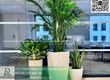 Cung cấp   chăm sóc cây xanh văn phòng TP.HCM 