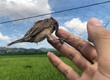 Lưới giăng chim tàng hình 