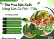 Phần mềm thu mua cà phê   tiêu 