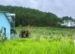 Cần bán đất Nam Ban vùng ven Đà Lạt , nhiều thổ cư , cạnh đồi thông phù...