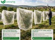 Túi lưới HDPE Trắng phủ cây trồng nông nghiệp   bảo vệ trái cây hoa màu 