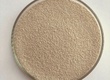 Nấm Men Saccharomyces   Nấm Men Bánh Mì 