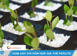Thủ Tục Nhập Khẩu Đá Nhân Tạo Perlite 