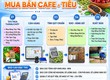 Phần mềm quản lý thu mua cà phê   hồ tiêu 