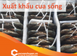 Thủ Tục Xuất Khẩu Cua Sống , Cua Cà Mau 