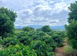 Cần Bán Đất Ven Đà Lạt 308m  Có 268m  Thổ Cư View Núi Đẹp Mặt Tiền...