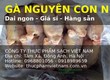 Gà Nguyên Con Giá Rẻ   Hàng Có Sẵn, Giao Toàn Quốc 