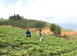 Nâng tầm giá trị dược liệu OCOP: Lựa chọn hệ thống chiết xuất đạt chuẩn cho doanh nghiệp...