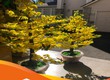 Thủ tục xuất khẩu cây hoa mai, hoa đào bằng nhựa trang trí Tết 