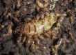EMASU PEST là đơn vị cung cấp dịch vụ diệt mối, diệt chuột, diệt muỗi và kiểm soát...