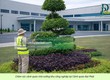 Cắt Cỏ Định Kỳ Công Ty, Nhà Xưởng Đồng Nai 