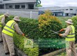 Dịch vụ Cưa cây Cắt tỉa cây xanh Đồng Nai giá rẻ nhanh chóng 