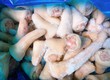 Khấu Đuôi Lợn Giá Bao Nhiêu 1kg  Nơi Cung Cấp Giá Sỉ 