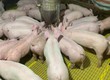 Sàn nhựa chăn nuôi gia cầm gia súc 