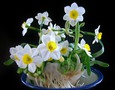 Vườn, Ngoại thất