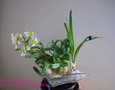 Vườn, Ngoại thất